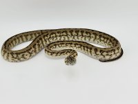 IMG_5191.jpeg