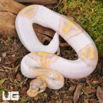 ug_baby_banana_pied_ball_python_4.jpg