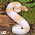 ug_baby_banana_pied_ball_python_3.jpg