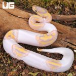 ug_baby_banana_pied_ball_python_2.jpg