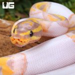 ug_baby_banana_pied_ball_python_1.jpg