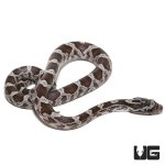 ug_baby_cinder_cornsnake_4.jpg