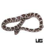 ug_baby_cinder_cornsnake_3.jpg