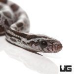 ug_baby_cinder_cornsnake_2.jpg