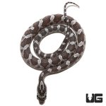 ug_baby_cinder_cornsnake_1.jpg
