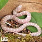 ug_Baby Butterscotch Kingsnake_4.jpg