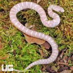 ug_Baby Butterscotch Kingsnake_3.jpg
