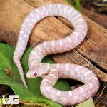 ug_Baby Butterscotch Kingsnake_2.jpg