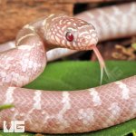 ug_Baby Butterscotch Kingsnake_1.jpg