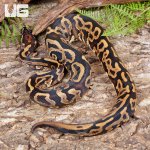ug_Yearling_Leopard_Yellowbelly_Het_Pied_Ball_Python_#A4_4.jpg