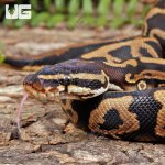 ug_Yearling_Leopard_Yellowbelly_Het_Pied_Ball_Python_#A4_3.jpg