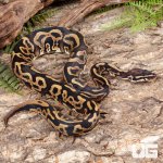 ug_Yearling_Leopard_Yellowbelly_Het_Pied_Ball_Python_#A4_2.jpg
