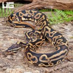 ug_Yearling_Leopard_Yellowbelly_Het_Pied_Ball_Python_#A4.jpg