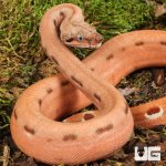 ug_Hypo Salmon Aby Scoria Boa_4.jpg