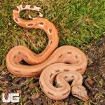 ug_Hypo Salmon Aby Scoria Boa_3.jpg