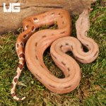 ug_Hypo Salmon Aby Scoria Boa_2.jpg