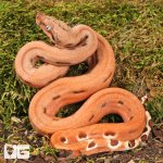 ug_Hypo Salmon Aby Scoria Boa_1.jpg