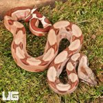 ug_Hypo Salmon Aby Het Scoria Boa_4.jpg