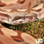 ug_Hypo Salmon Aby Het Scoria Boa_3.jpg