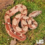 ug_Hypo Salmon Aby Het Scoria Boa_2.jpg