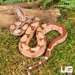 ug_Hypo Salmon Aby Het Scoria Boa_1.jpg