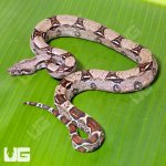 UG_Het_Leopard_50%_Het_Kahl_Albino_Boa_B104_4.jpg