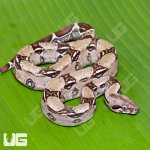 UG_Het_Leopard_50%_Het_Kahl_Albino_Boa_B104_3.jpg