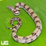 UG_Het_Leopard_50%_Het_Kahl_Albino_Boa_B104_2.jpg
