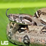 UG_Het_Leopard_50%_Het_Kahl_Albino_Boa_B104_1.jpg