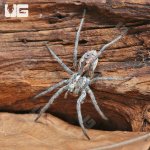 ug_Adult_Tucson_Wolf_Spider_(1,5–3)_5.jpg