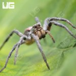 ug_Adult_Tucson_Wolf_Spider_(1,5–3)_4.jpg