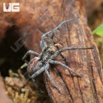 ug_Adult_Tucson_Wolf_Spider_(1,5–3)_3.jpg