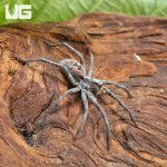 ug_Adult_Tucson_Wolf_Spider_(1,5–3)_2.jpg