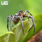 ug_Adult_Tucson_Wolf_Spider_(1,5–3)_1.jpg