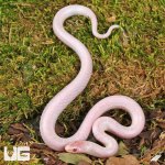ug_Baby Hypo Lavender White Sided Brooks Kingsnake_4.jpg
