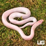 ug_Baby Hypo Lavender White Sided Brooks Kingsnake_3.jpg