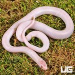 ug_Baby Hypo Lavender White Sided Brooks Kingsnake_2.jpg