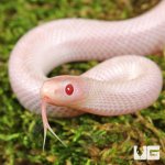 ug_Baby Hypo Lavender White Sided Brooks Kingsnake_1.jpg