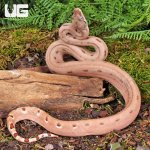 ug_Hypo Aby Scoria Boa_4.jpg
