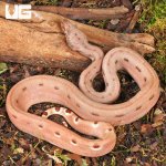 ug_Hypo Aby Scoria Boa_3.jpg