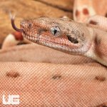 ug_Hypo Aby Scoria Boa_2.jpg