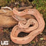 ug_Hypo Aby Scoria Boa_1.jpg