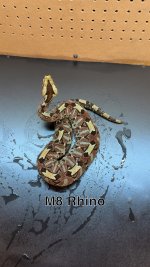 IMG_4106.jpeg