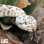 ug_Speckled Rattlesnake_1.jpg