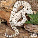 ug_Speckled Rattlesnake_2.jpg