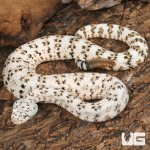ug_Speckled Rattlesnake_3.jpg