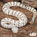 ug_Speckled Rattlesnake_4.jpg