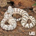 ug_Speckled Rattlesnake_5.jpg