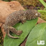 ug_Melanistic x GTX x Nu Ana (66% Het Mel) Leachianus Gecko_3.jpg