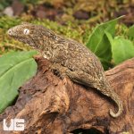 ug_Melanistic x GTX x Nu Ana (66% Het Mel) Leachianus Gecko_2.jpg